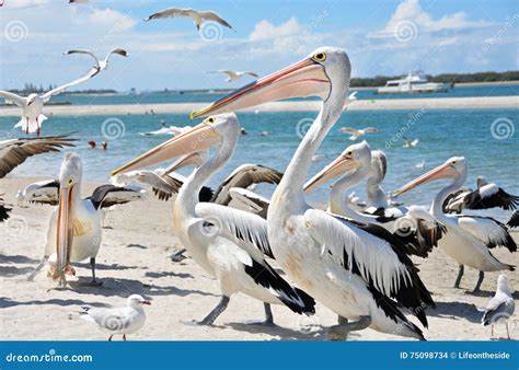 Large Flock Of Pelicans And Sea Birds On Beautiful Beaches Of Gold Coast