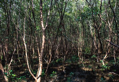 mangrove forest conservation area | Stock image | Colourbox