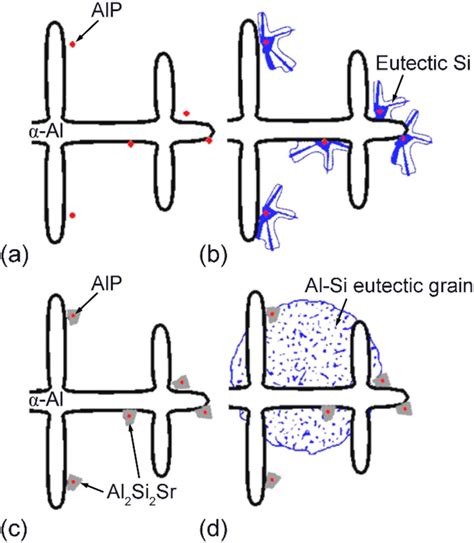 Solidification Sequence Of Al Si Eutectic In A And B Unmodified And