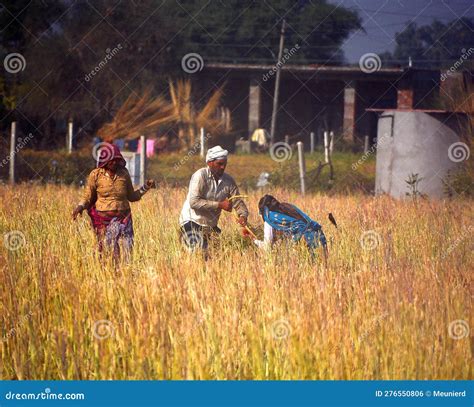 Indian Farmers Working In The Field For To Harvesting Mustard