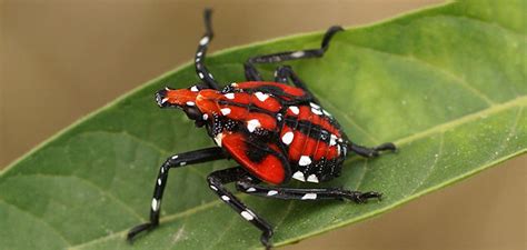 Spotted Lantern Fly In New Jersey