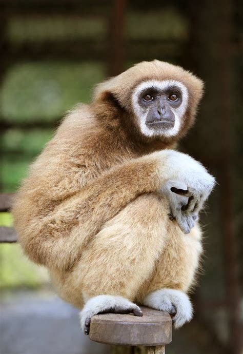 Fluffy Monkey Toy with Headphones and a Smartphone on a Green Blanket Stock Image - Image of ...