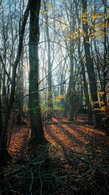 Disparo Vertical Del Sol Brillando Sobre Un Bosque De Oto O Foto Gratis