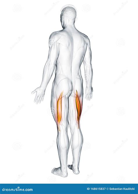 Biceps Femoris Longus Stock Abbildung Illustration Von Getrennt