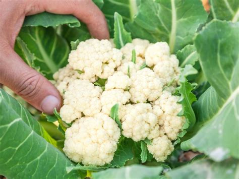 Harvesting Cauliflower - How And When To Harvest Cauliflower