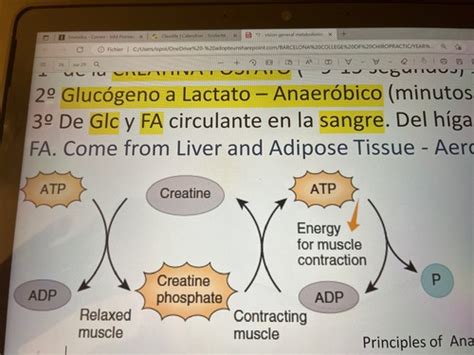 Muscle Metabolism Flashcards Quizlet