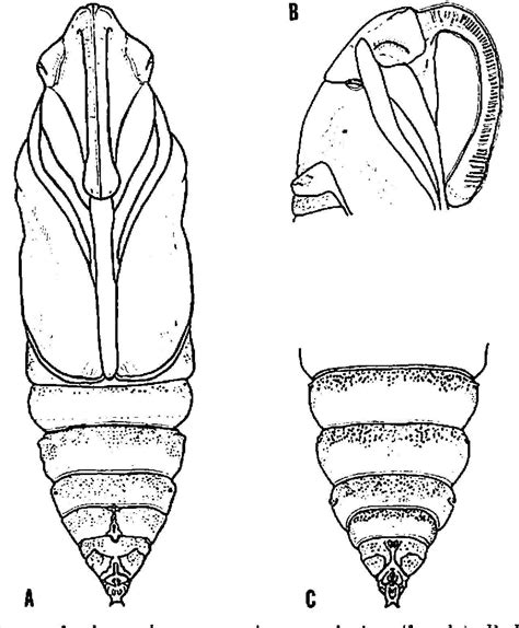 Figure 2 From Notes On The Life Cycle Of The Tobacco Hornworm Manduca Sexta L Lepidoptera