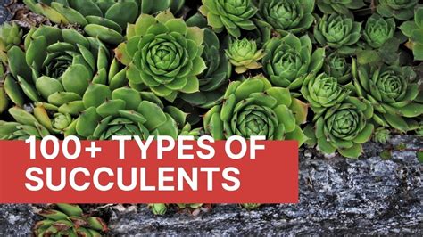 100 Types Of Succulents To Grow Indoors And Outdoors For Beginners Succulent Identification