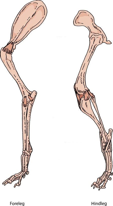 Diagram Of Canine Fore And Hind Limb Bones Quizlet