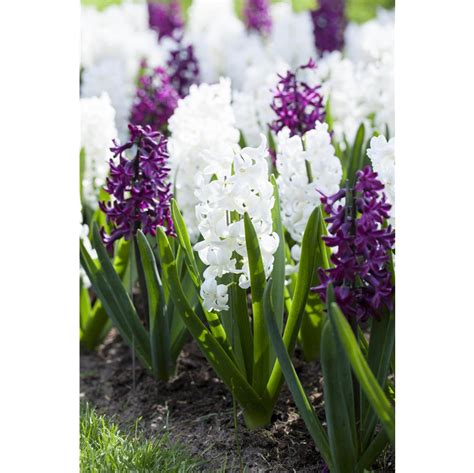 Hyazinthe Hyacinthus Orientalis Carnegie Gartencenter Selbach