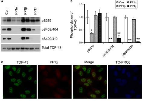 Pp Acts As Tdp Phosphatases But Does Not Affect Its Subcellular