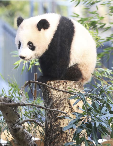 旅日大熊猫“香香”3岁了！东京上野动物园为其线上庆生