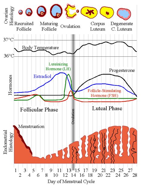 Ovulation And Menstrual Cycle Pdf