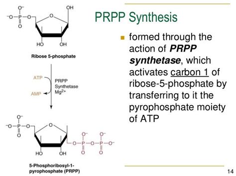 PRPP Synthetase Activates The Anomeric Carbon Of Ribose 5 Phosphate By