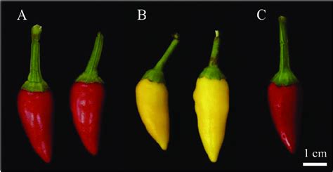 Mature Pepper Fruits Of The Genotypes Used In This Study A Micropep