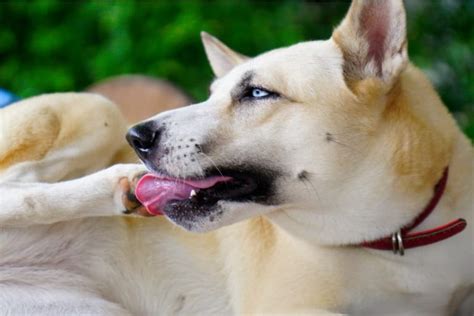 Why Is My Dog Licking And Biting At His Paws