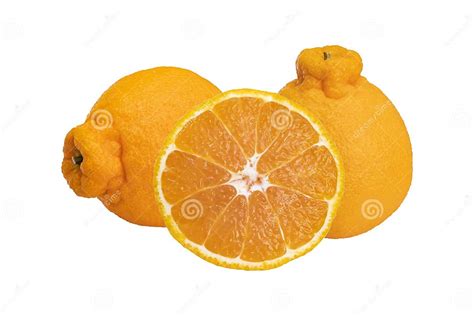 Sumo Mandarin Citrus Orange Fruithybrid Between Kiyomi And Ponkanwith