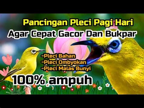 Pancingan Pleci Agar Cepat Ngalas Dan Buka Paruh YouTube