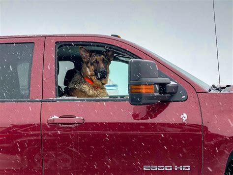 Large German Shepherd Dog Rides Shotgun In Pickup Truck F Flickr