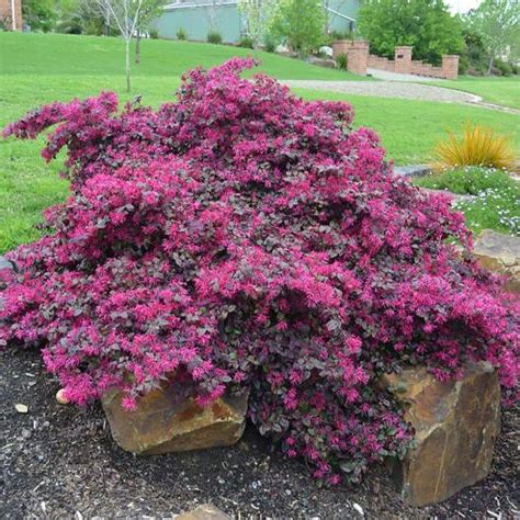 Loropetalum Chinense Plum Gorgeous Pgaplugor Arbuste étalé Au