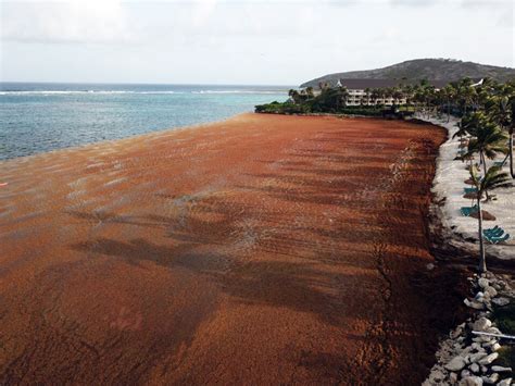 GEI Works - Blog: The Massive Sargassum Seaweed Bloom of 2018: What It Means and What To Do