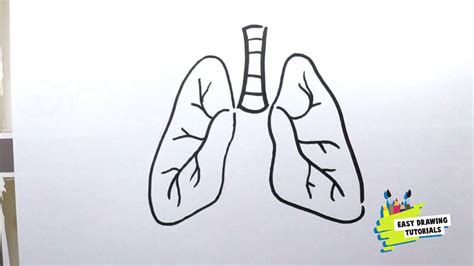 Aggregate more than 133 lungs easy drawing best - seven.edu.vn