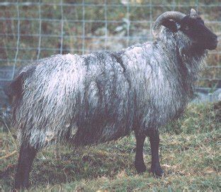 Elkhorn Icelandic Sheep | Quick Facts About Icelandic Sheep — Fleece & Fiber Quality