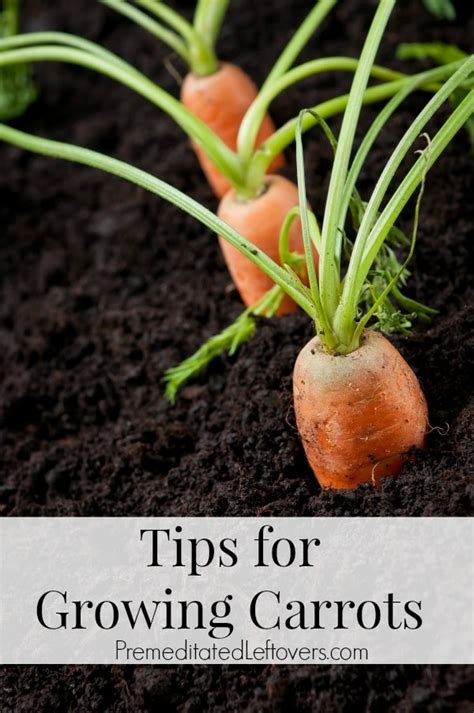 Tips for Growing Carrots in the Garden