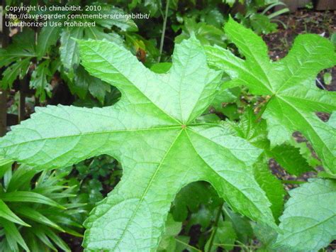 Plantfiles Pictures Abelmoschus Species Aibika Edible Hibiscus