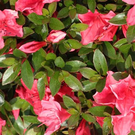 wintergreen evergreen azalea grown  overdevest