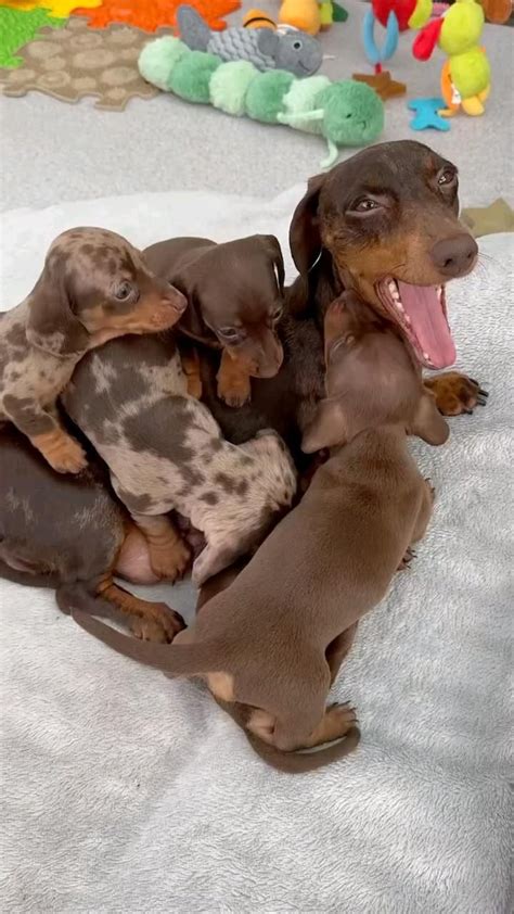 Pin by Diniz on Pins criados por você Dachshund puppies Cute animals