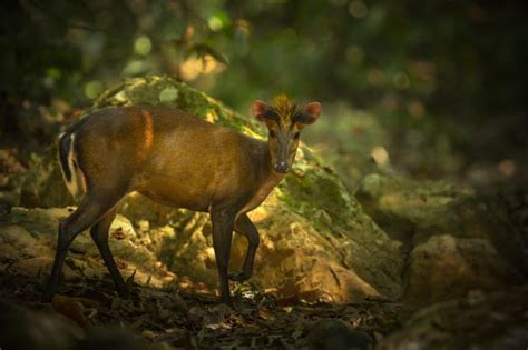 Muntjac Deer Species | Facts & Information About Muntjac Deer