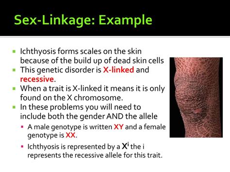 Honors Biology Genetics Ppt Download