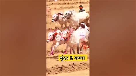 भारत केसरी बैलगाडाशर्यतमहाराष्ट्र बैलगाडाशौकिन Bakasur हिंदकेसरी