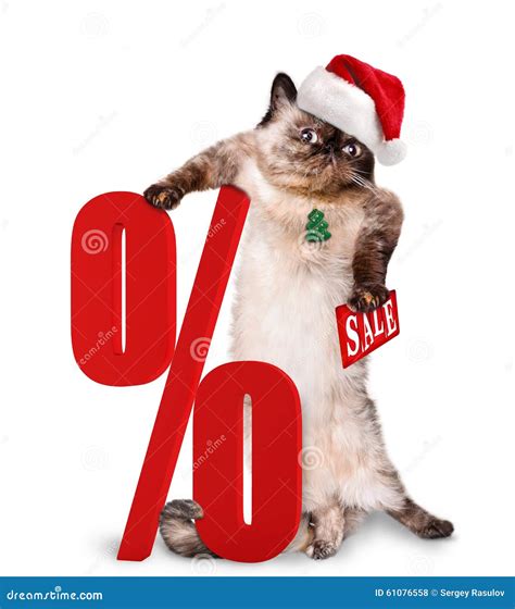 Cat Shopper Sales. stock photo. Image of rebate, consumer - 61076558