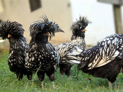 Silver Laced Polish Chicken Baby Chicks For Sale Cackle Hatchery