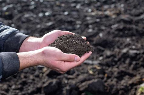 How To Improve Soil Fertility For Productivity Simplify Gardening