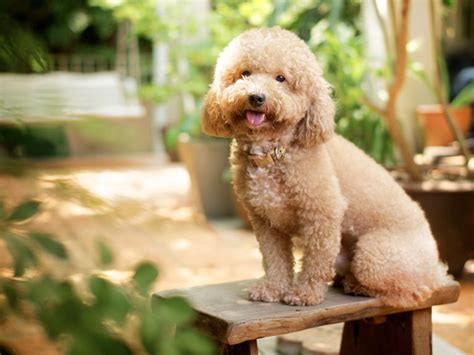 Poodle conheça tudo sobre a raça de cachorro DogHero