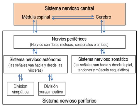 Figura 1 2 División Funcional Del Sistema Nervioso En Humanos