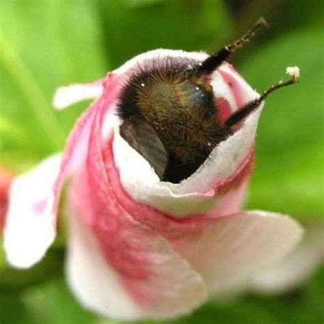 Bumble Bees On Flowers