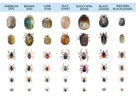 Tick Identification What Do Ticks Look Like