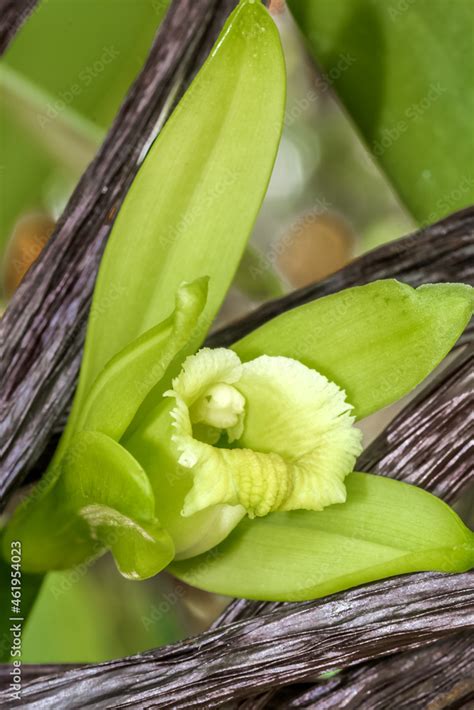 Gros Plan Sur Fleur Et Gousses De Vanille Stock Photo Adobe Stock