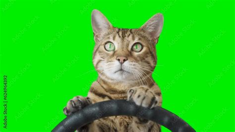 Cat Sitting Behind A Steering Wheel Facing Forward On Green Screen