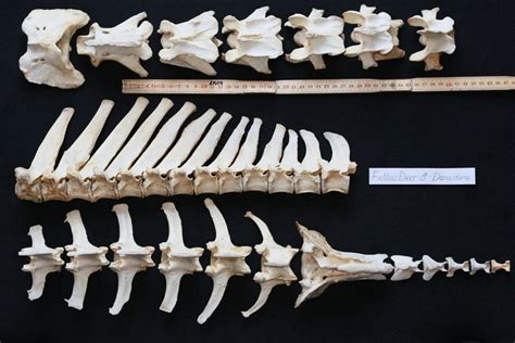 Vertebra Deer Skeleton Deer Fallow Deer