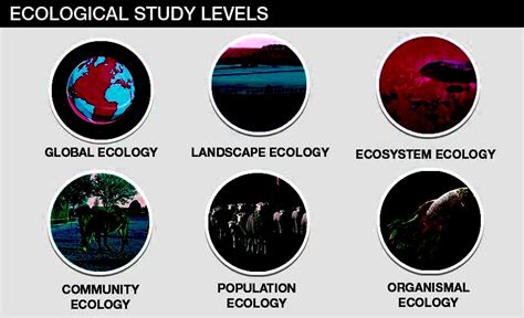 Understanding Ecology: Types, Importance, and Examples | Testbook