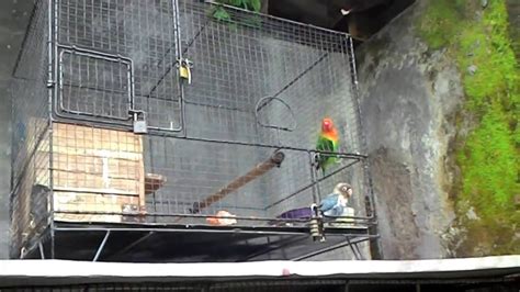 Kandang Koloni Penangkaran Burung Lovebird Dan Parkit Youtube