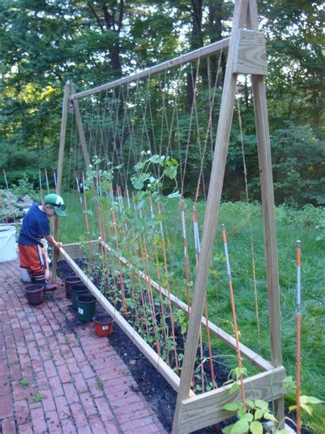 Garden Trellis For Peas Food Garden Edible Garden Vegetable Garden