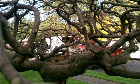 How to Prune a Japanese Maple Tree - Japanese Maple Tree Pruning ...