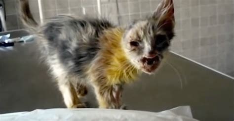 Terrible looking “ugly” kitten rejected by everyone who saw her, but ...