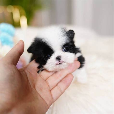 Bianca Female Teacup Shihtzu Mini Teacup Puppies